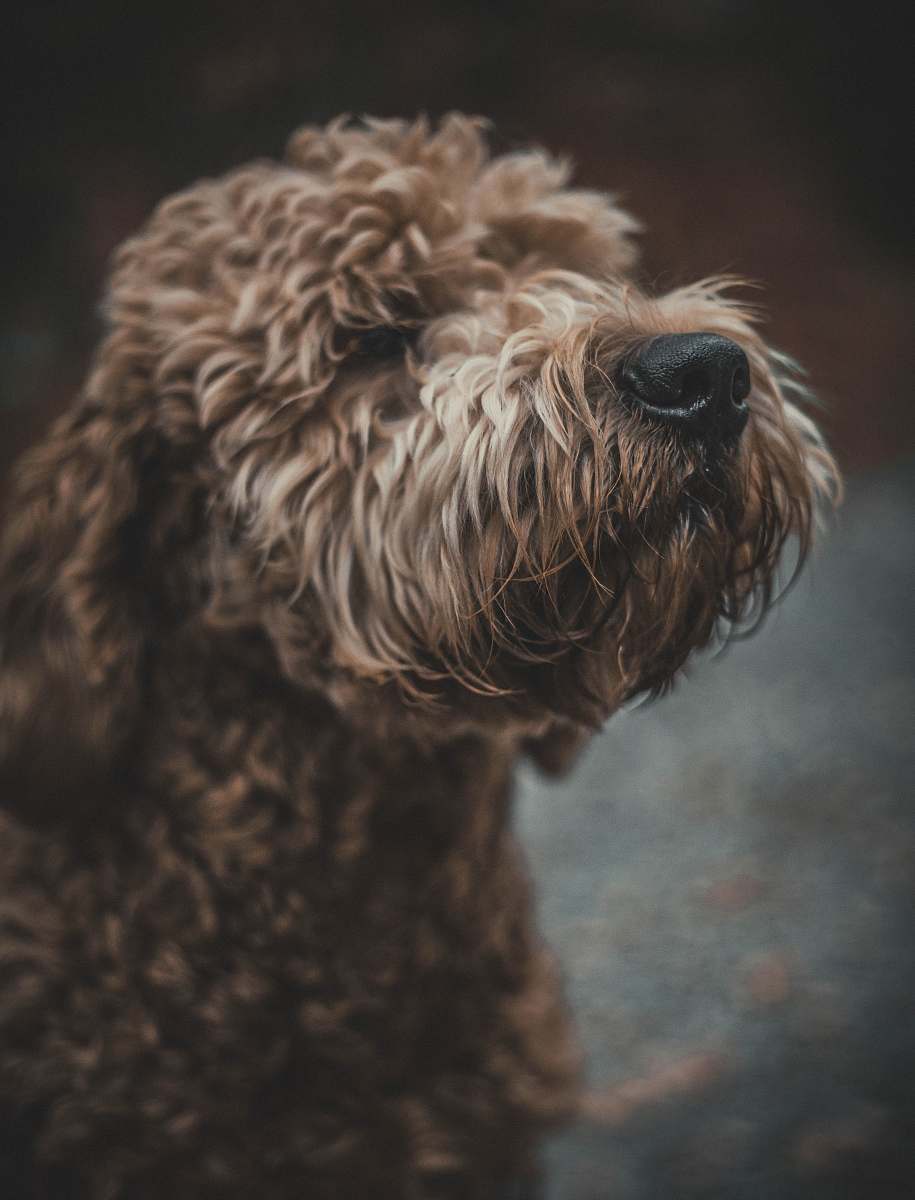 dog long-coated tan dog pet
