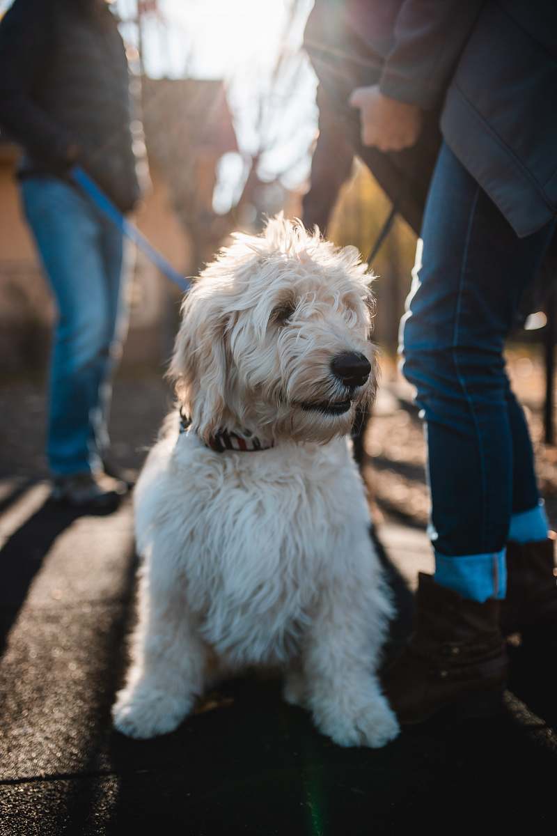 person long-coated white dog on ground beside people wearing denim jeans dog
