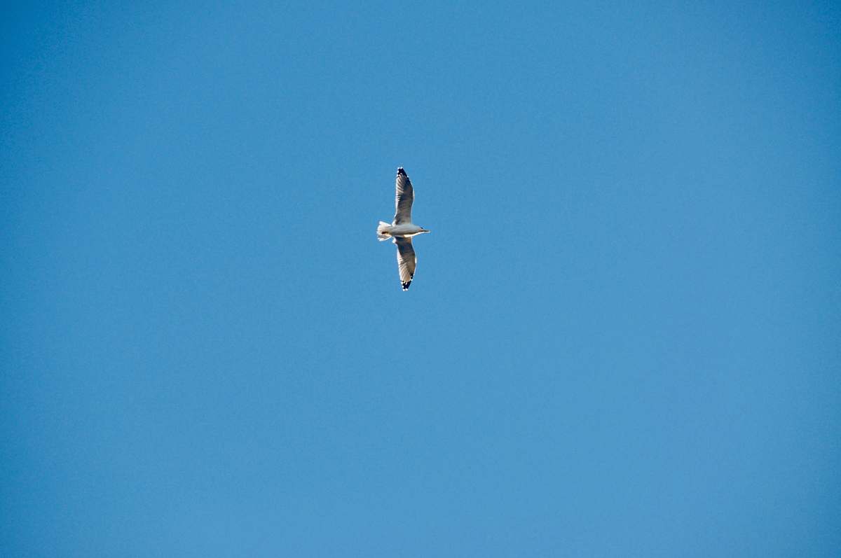 bird low angle photography of bird flying above during daytime flying