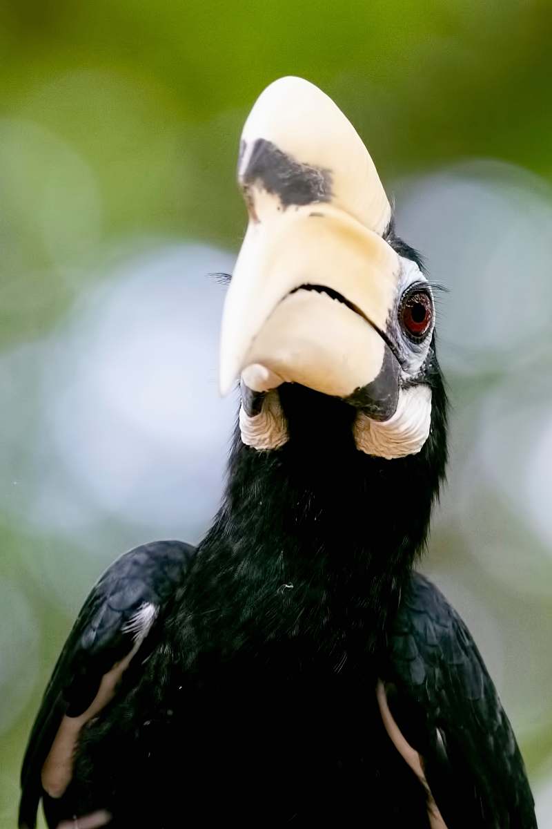 beak macro photography of black and white Suliformes bird bird