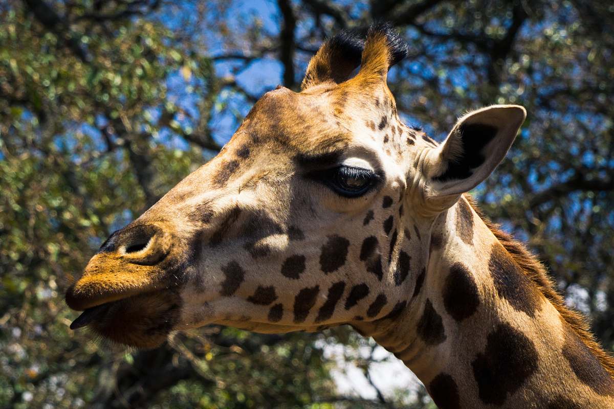 mammal macro photography of giraffe giraffe