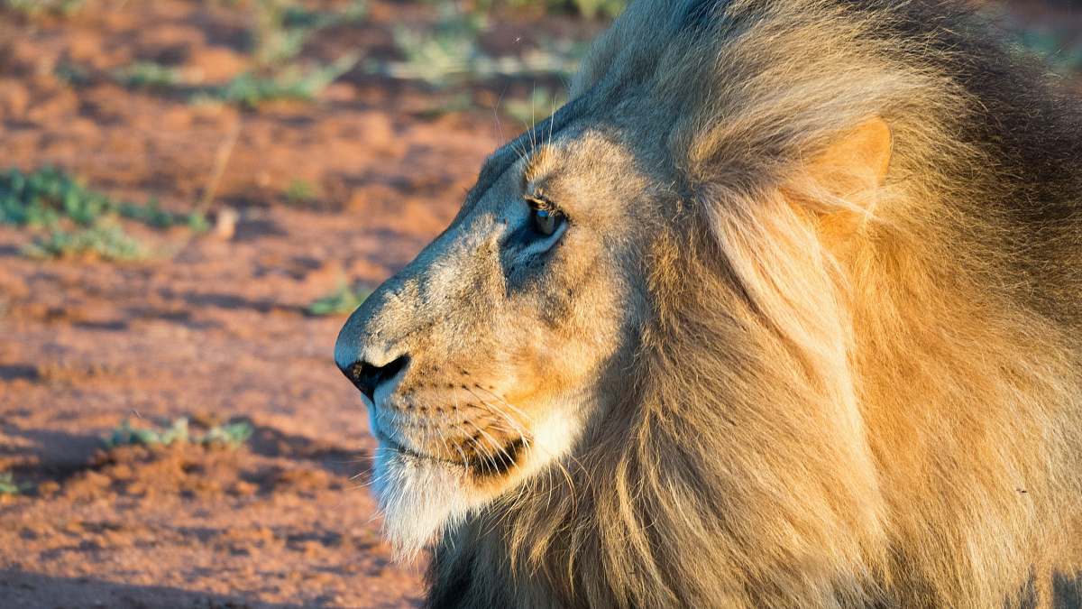 mammal macro photography of male lion lion
