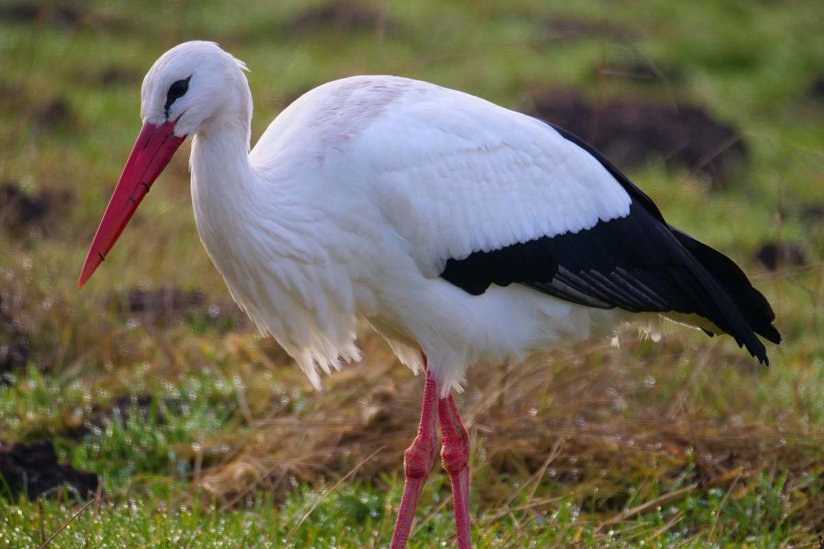 bird macro photography of white and black stork on green field beak