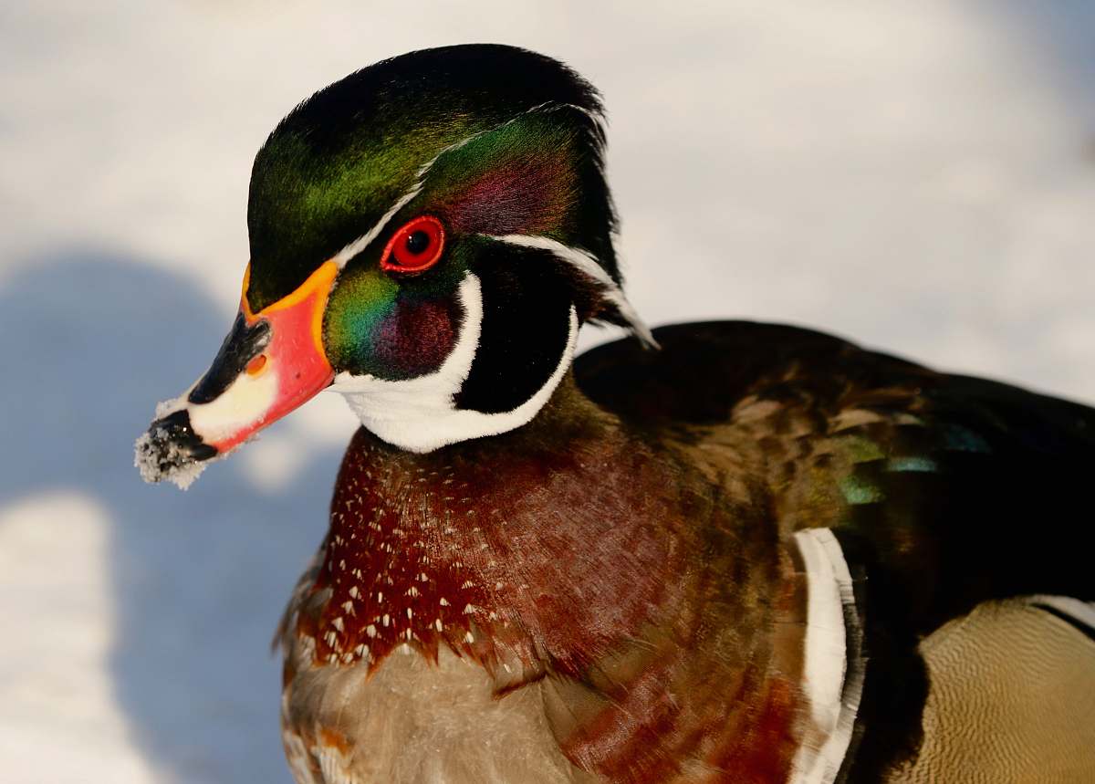 bird mallard duck on white surface duck