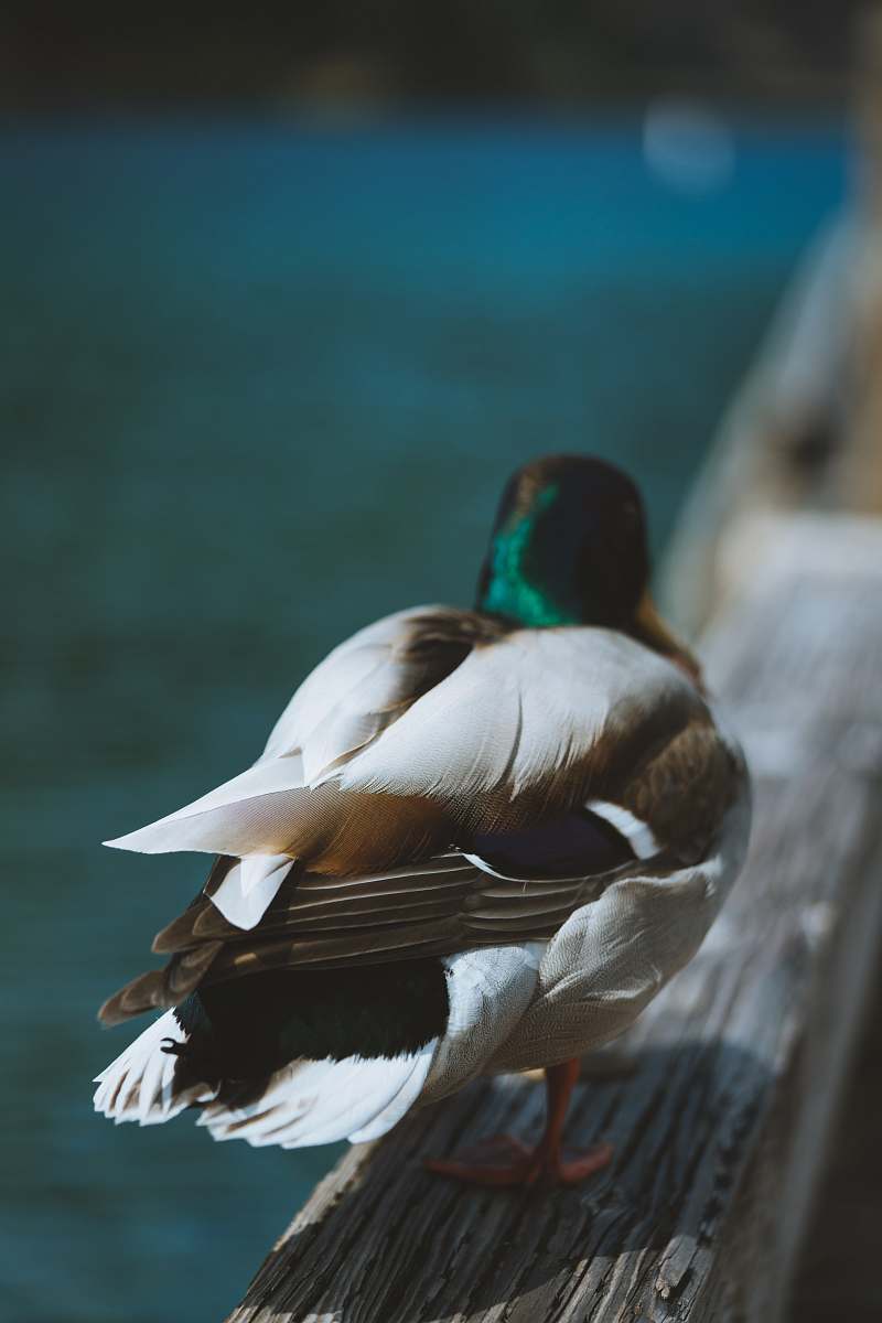 bird mallard duck standing on a wooden surface duck