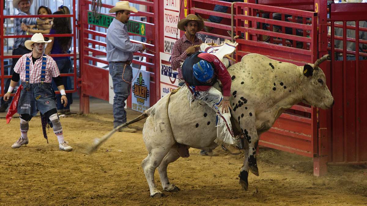 Human Man On Bull In Rodeo Person Image Free Photo