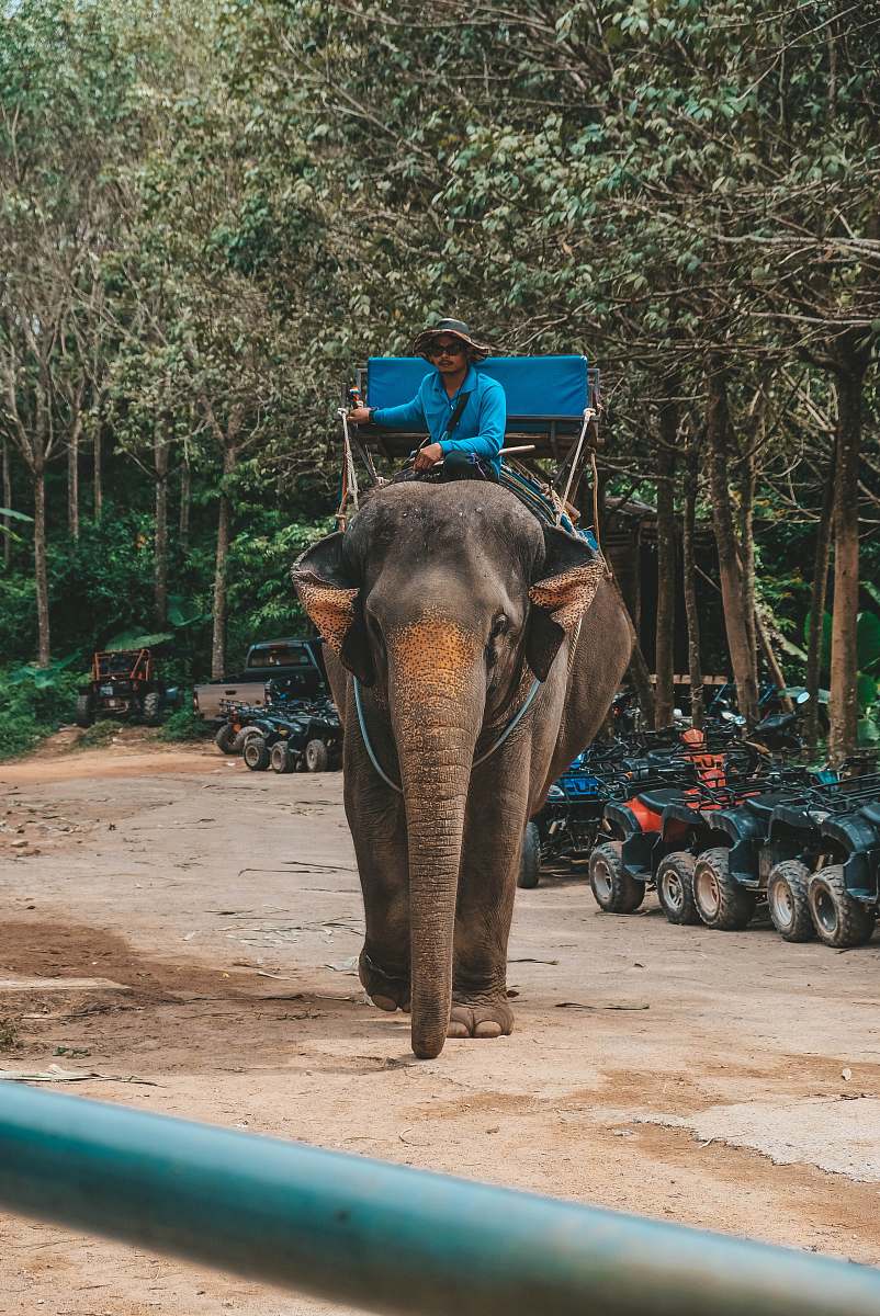 mammal man riding elephant during daytime elephant