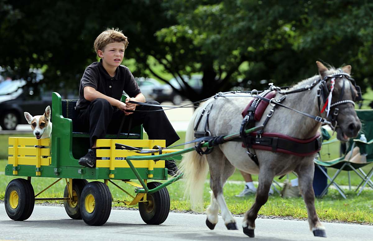 mammal man riding horse with carriage human
