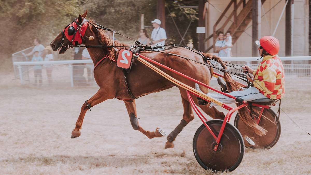 mammal man riding on horse carriage horse