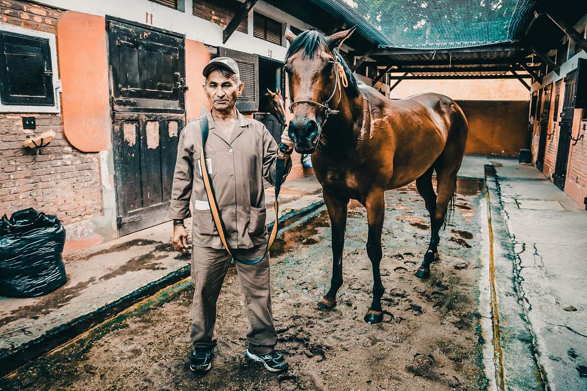 mammal man standing beside horse horse