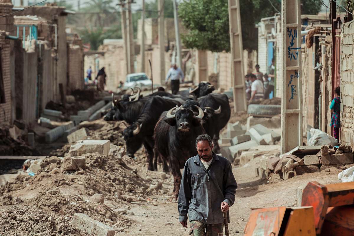 cattle man wearing black collared button-up long-sleeved shirt holding stick while walking and water buffalo following him cow