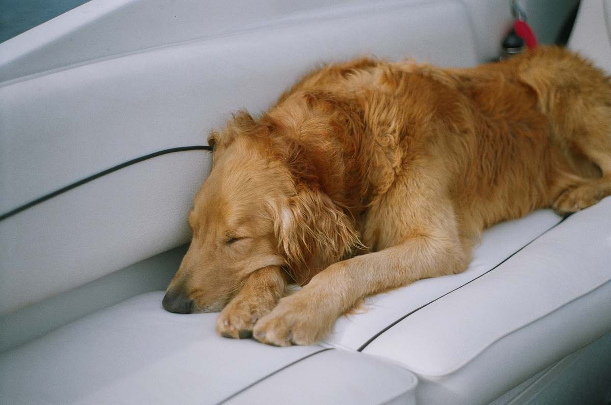 dog medium-coated tan dog canine
