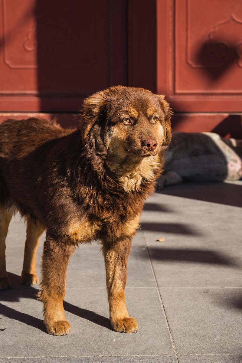 dog medium short-coated brown dog standing outdoor during daytime canine