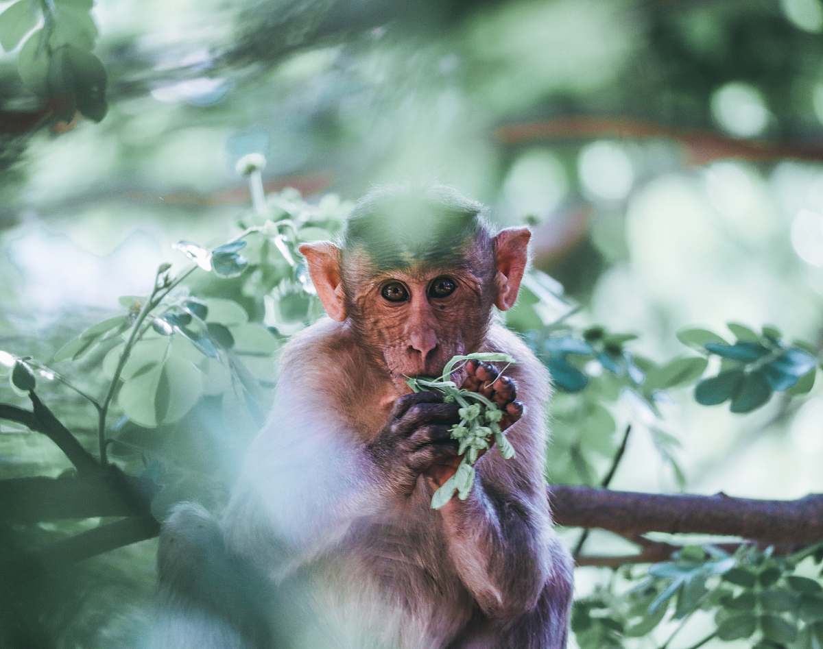monkey monkey holding green leaf wildlife