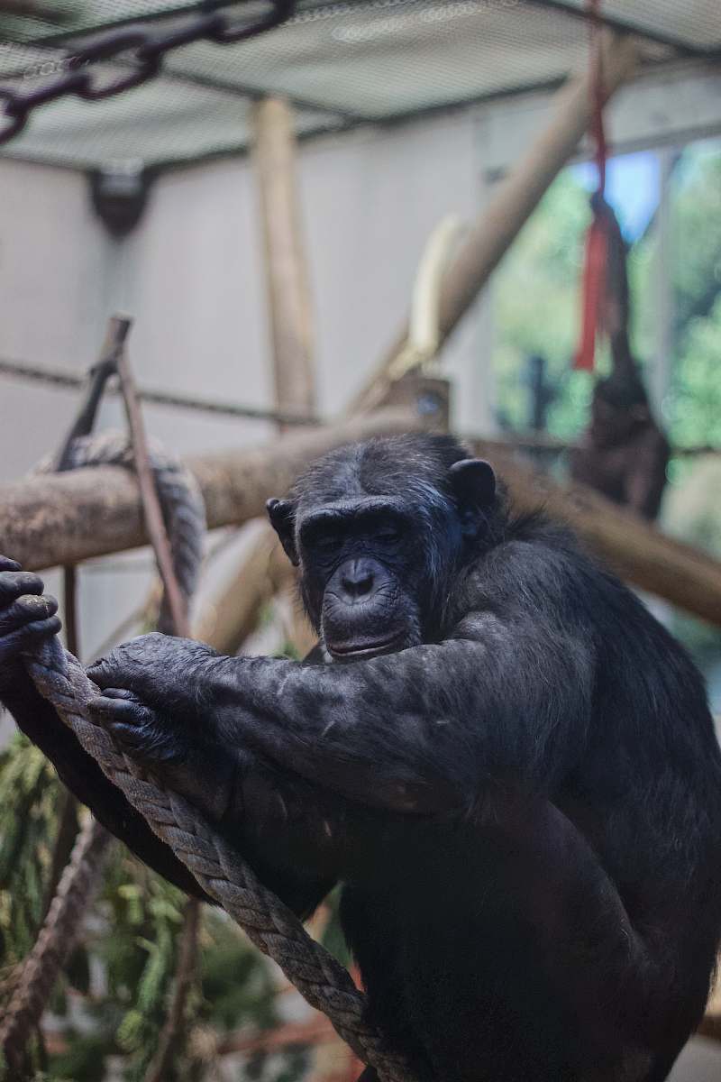 mammal monkey in playset ape