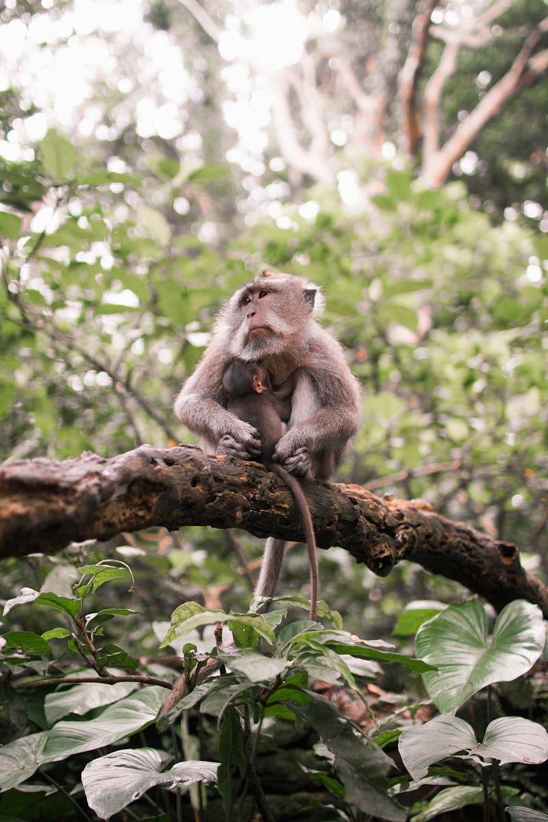 wildlife monkey on top of tree branch monkey