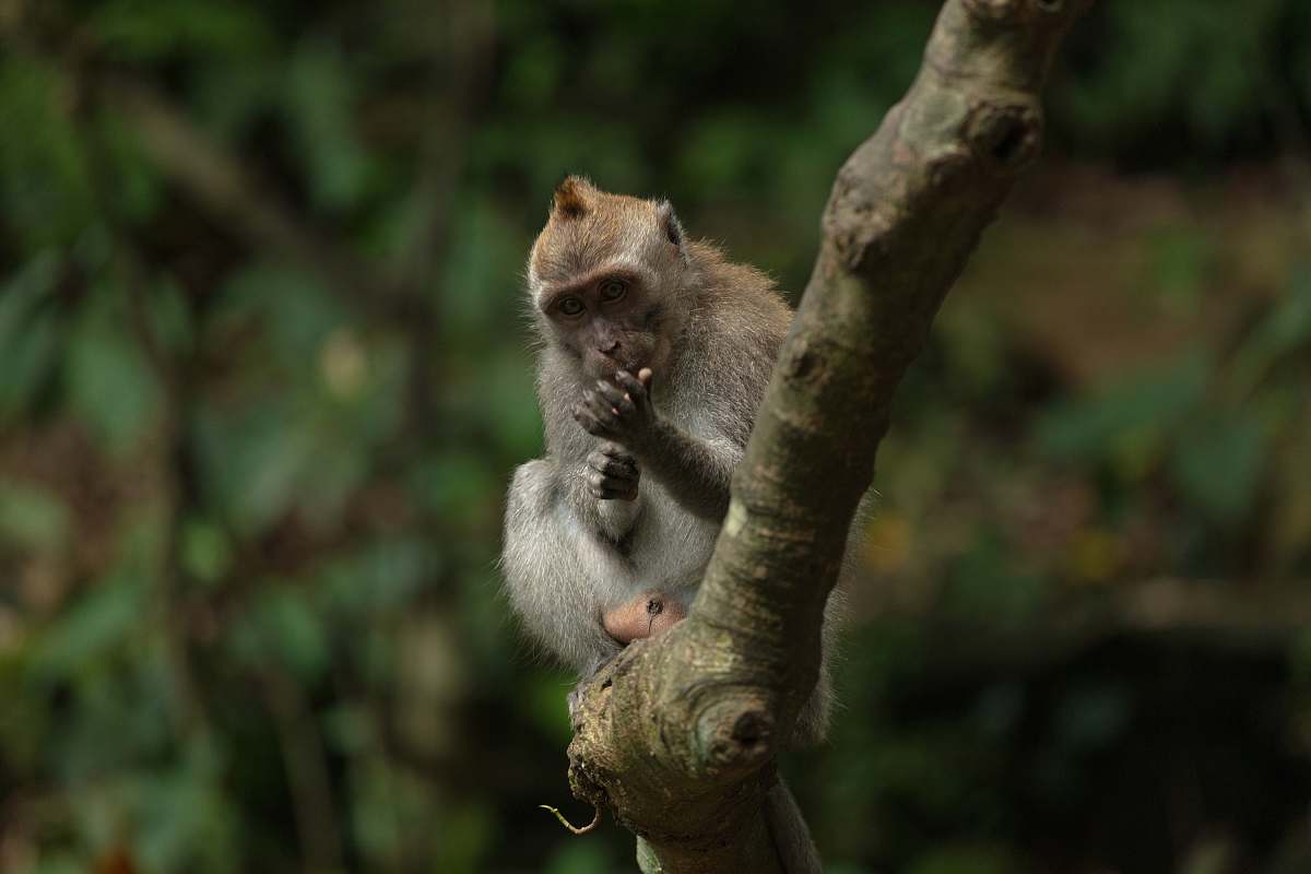 mammal monkey sitting on tree branch monkey