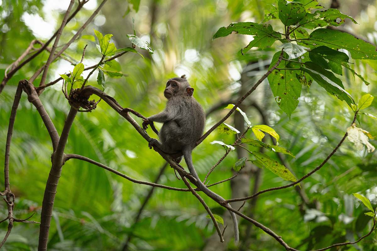 Monkey Monkey Sitting On Tree Wildlife Image Free Photo