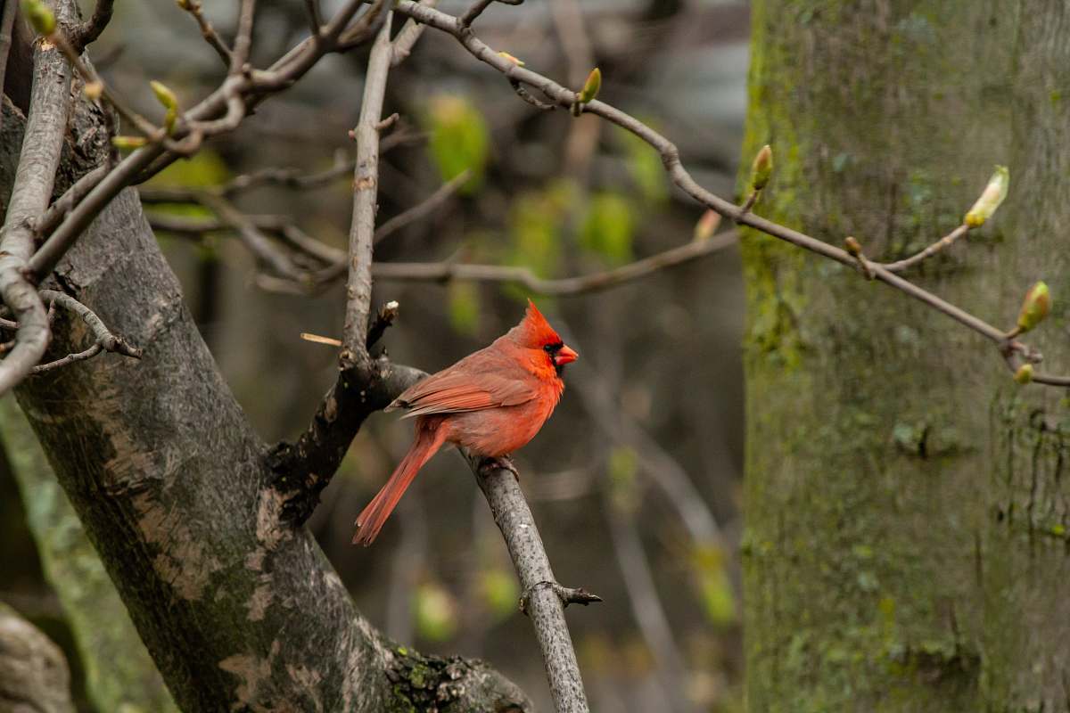 bird Northern Cardinal perching on tree brand during daytime cardinal