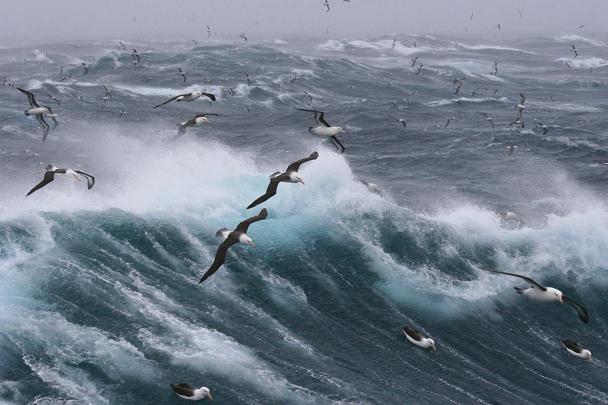 bird ocean waves albatross