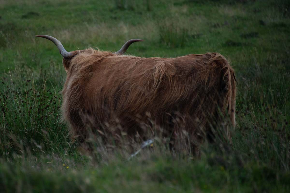 cattle one yak cow