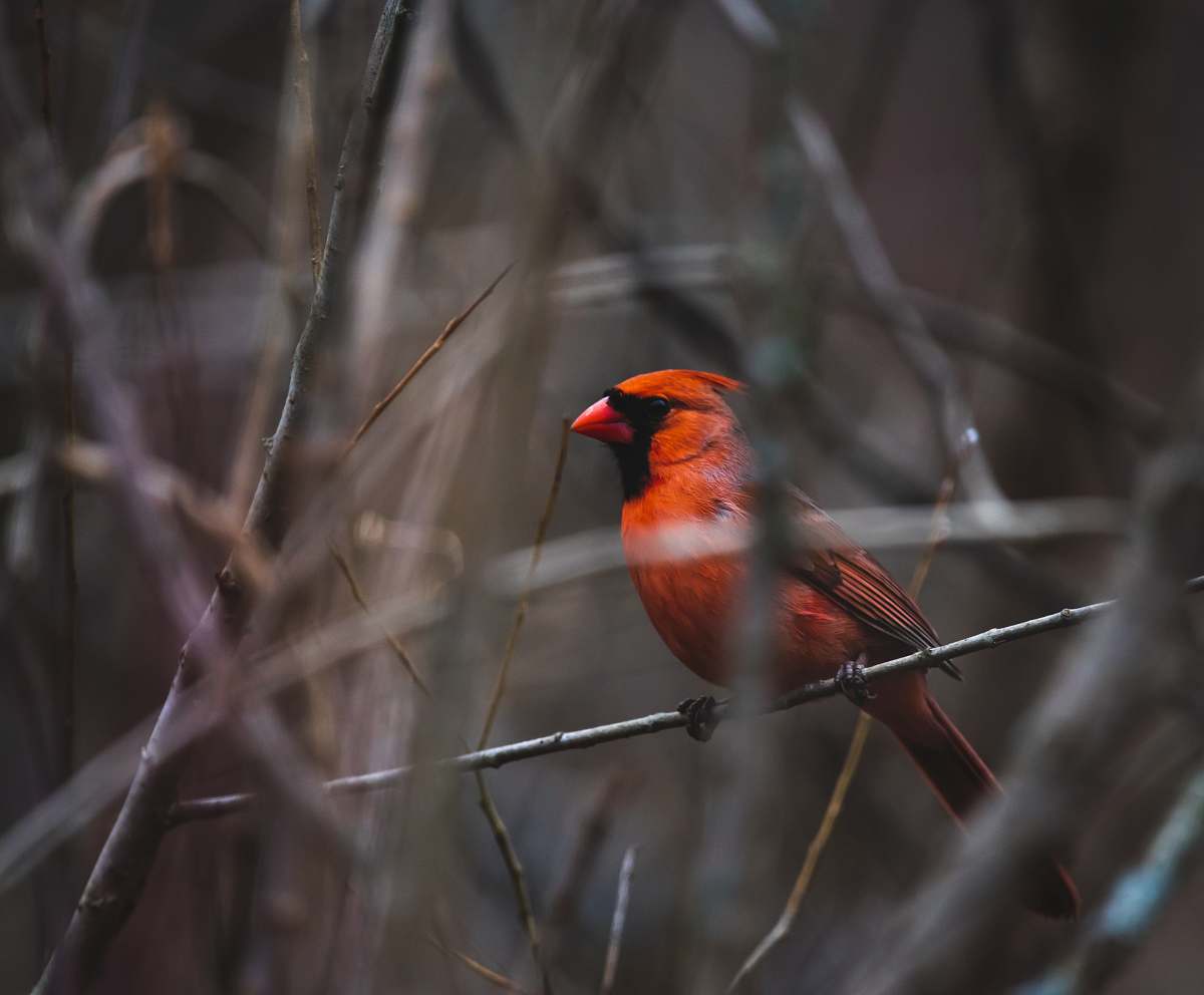 bird orange and black bird on the trunk photography cardinal