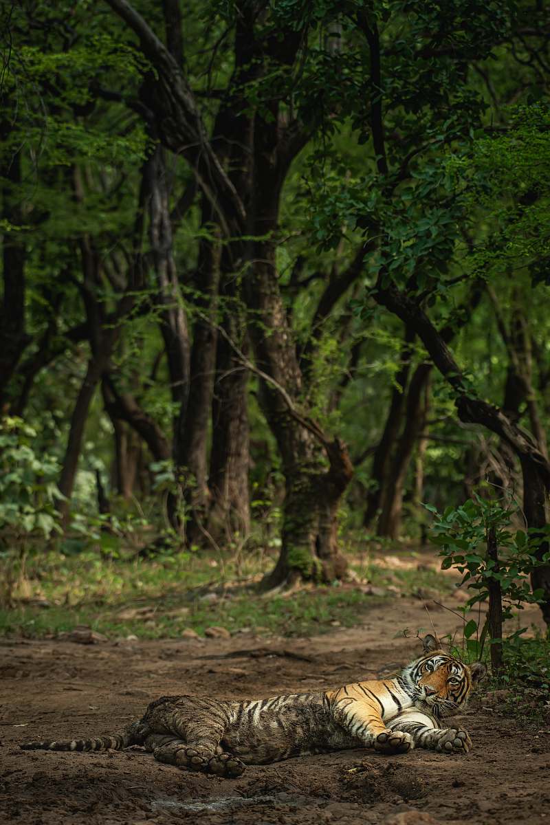 tiger orange and black tiger mammal