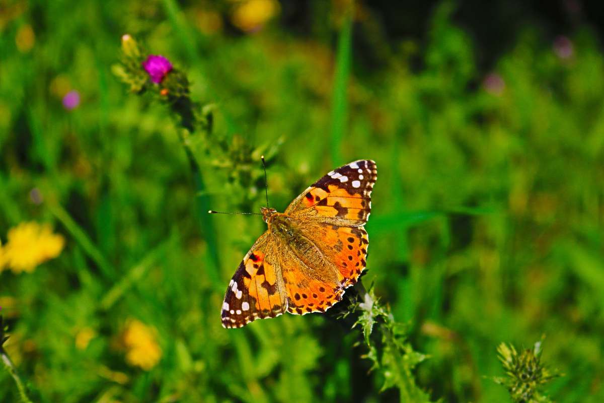 insect orange butterfly photography invertebrate