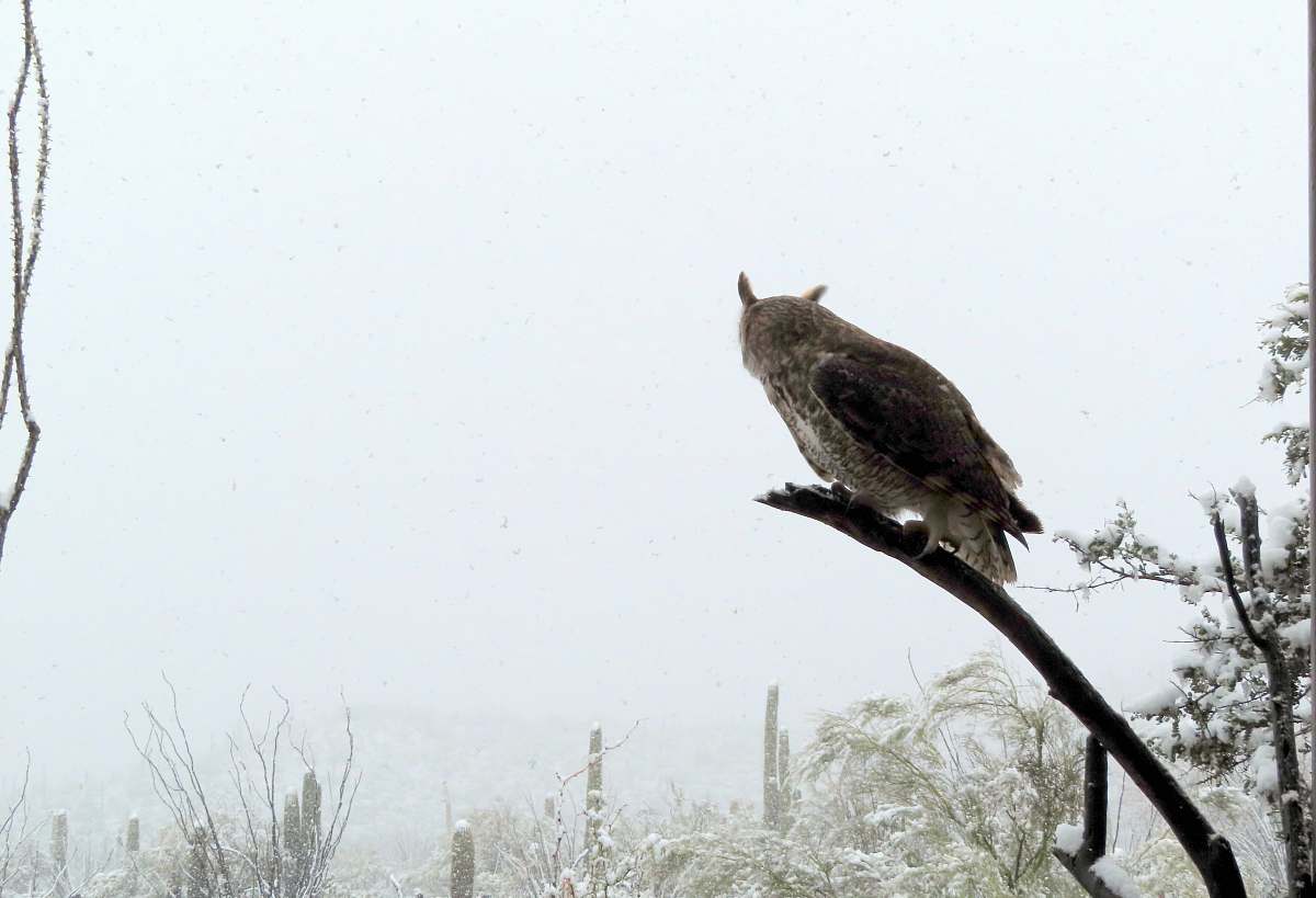 bird owl on tree accipiter
