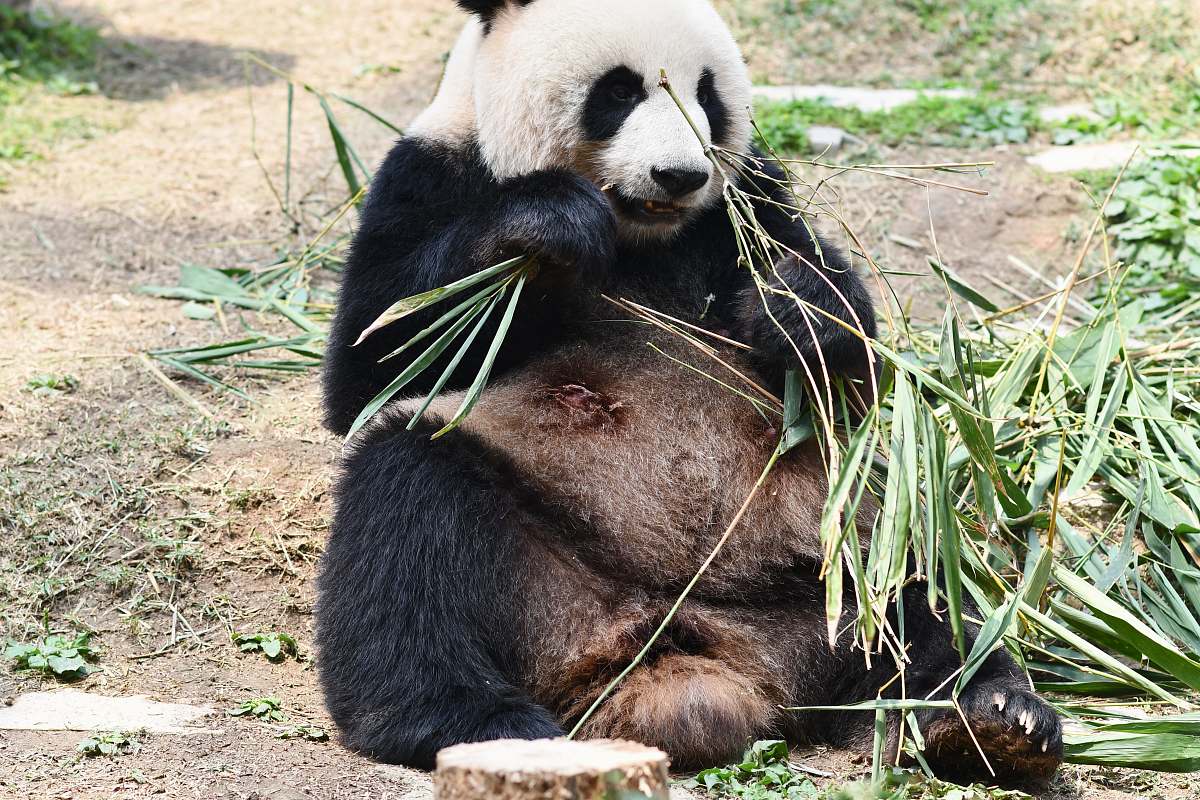 bear panda eating grass during daytime giant panda