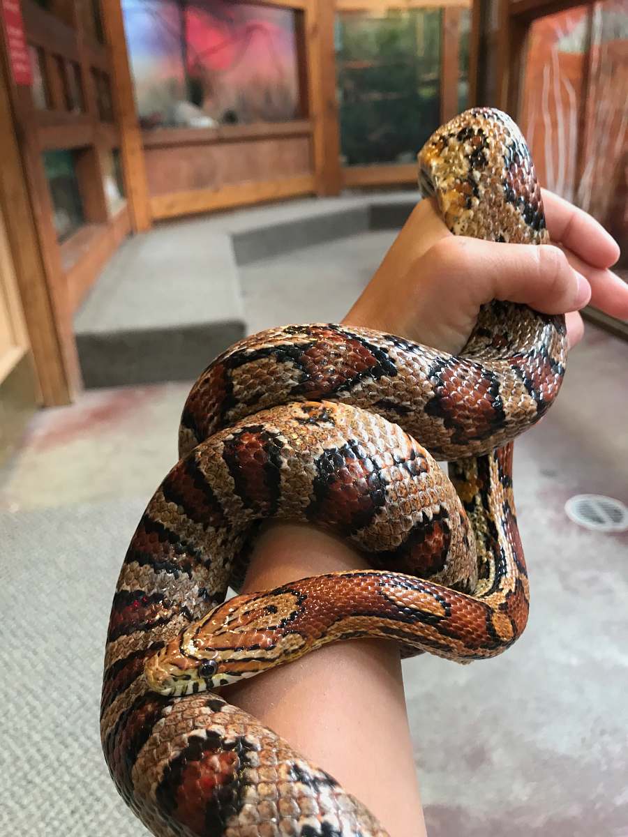 reptile person holding brown and black snake snake
