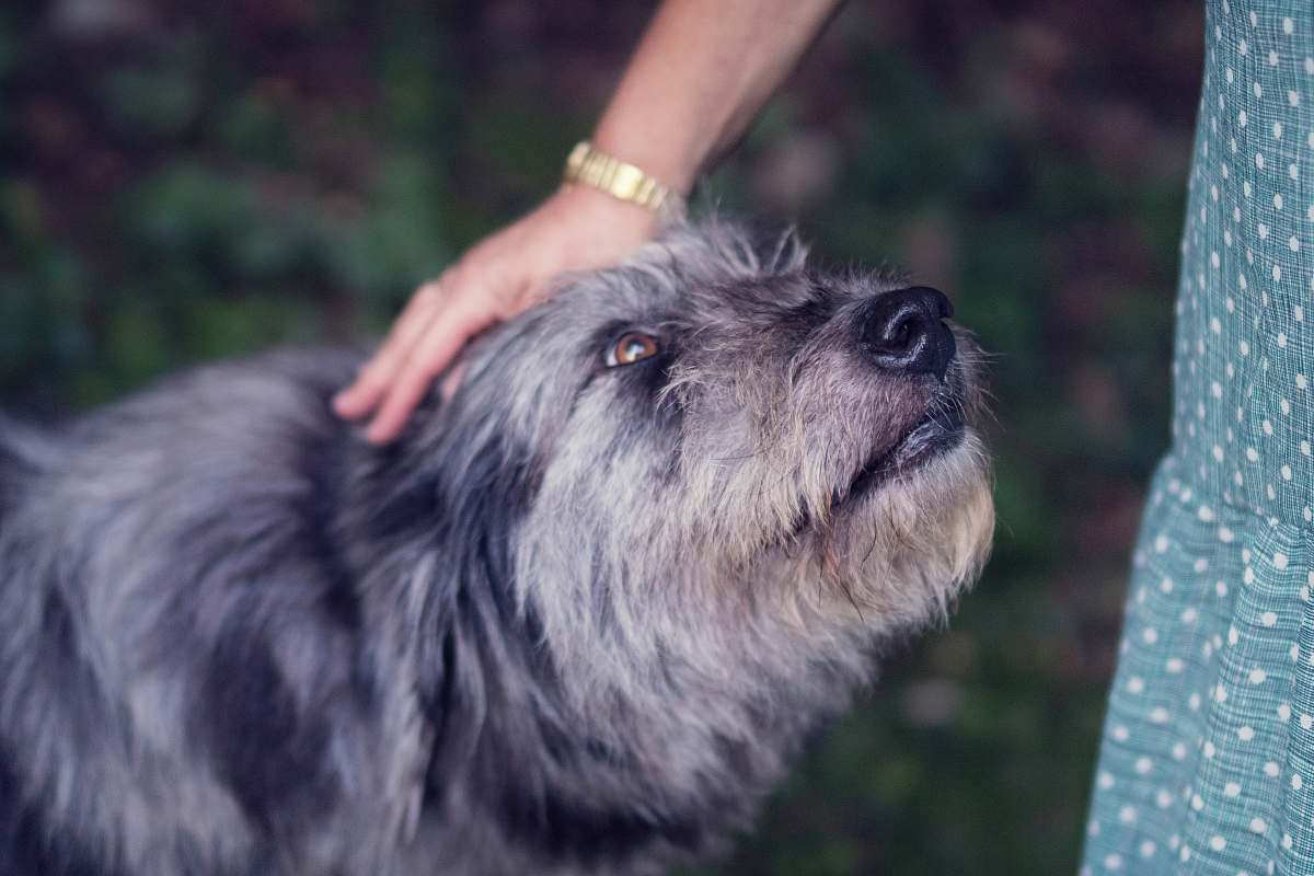 dog person petting black and white dog pet