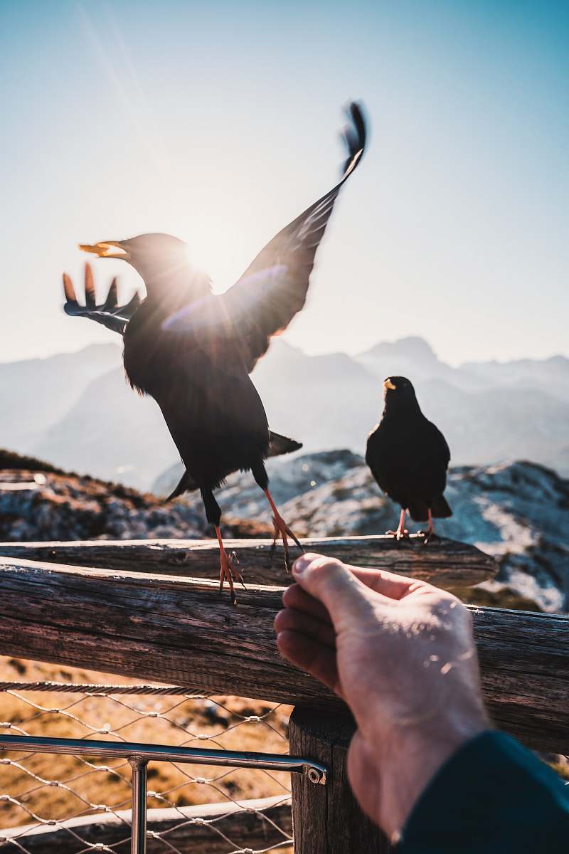 bird person reaching for a bird perched on wooden rail at daytime person