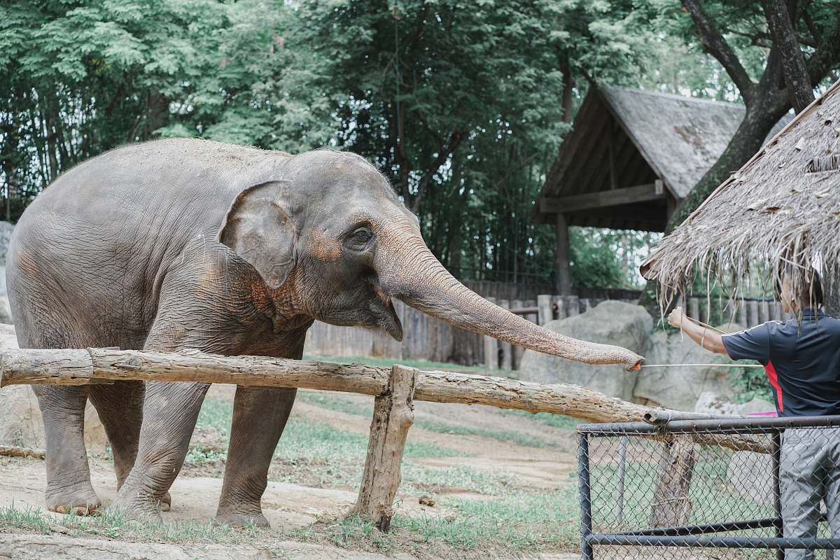 mammal person reaching for elephant's trunk elephant