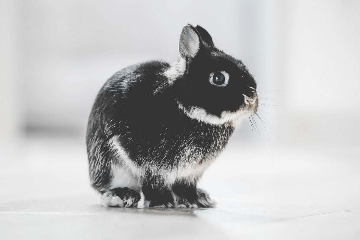 black-and-white photo of black and white rabbit grey
