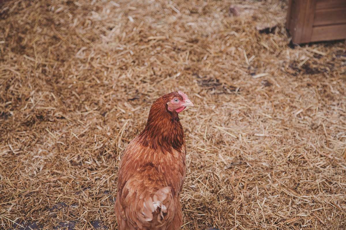 bird photo of brown chicken on hay chicken