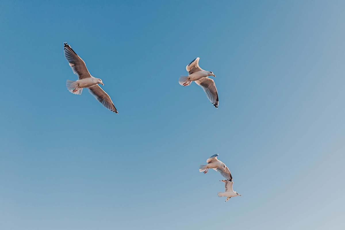 flying photo of four Seagull birds midair bird