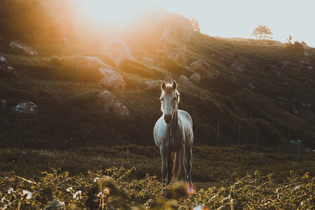 mammal photo of galloping horse towards green grass horse