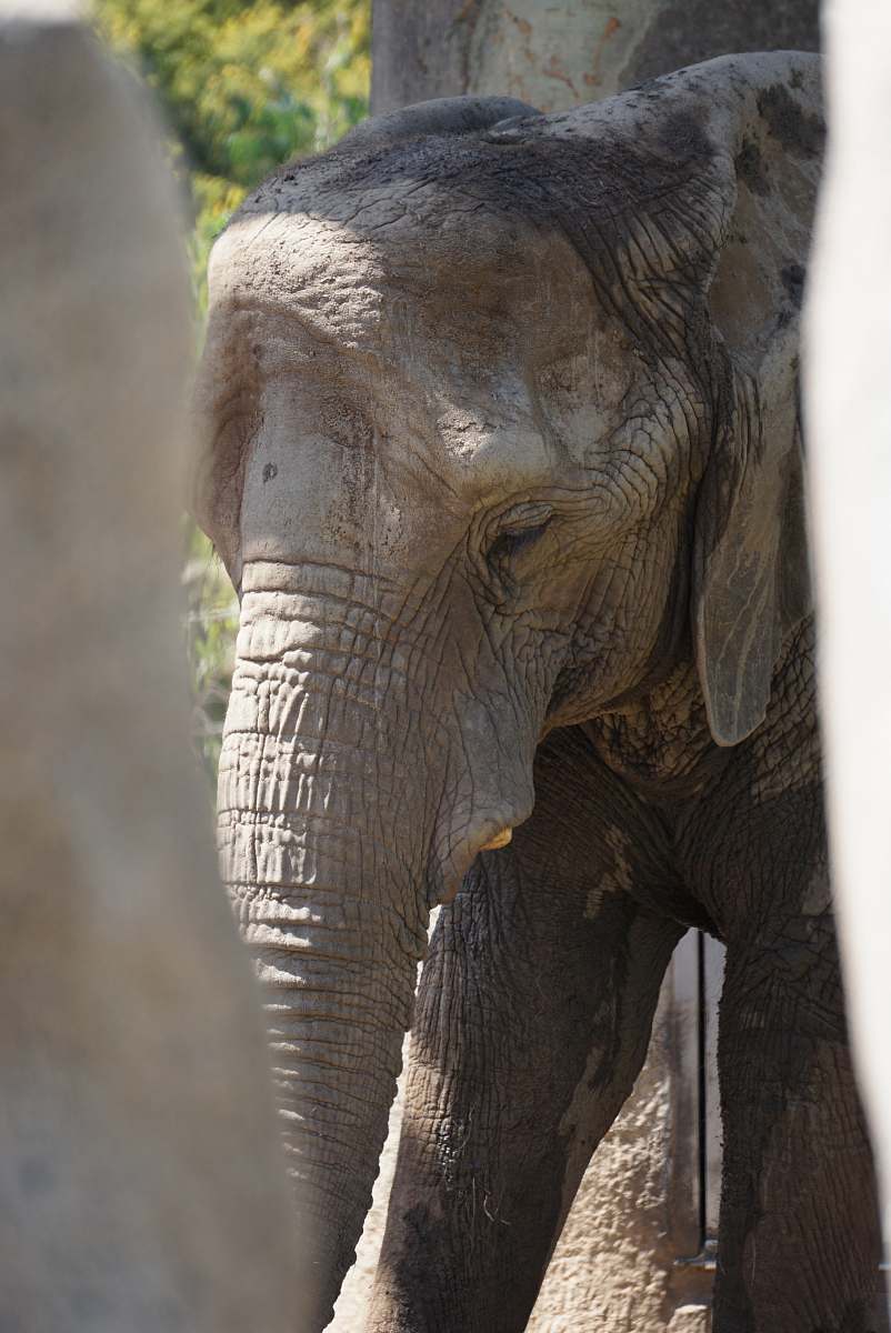mammal photo of gray elephant elephant