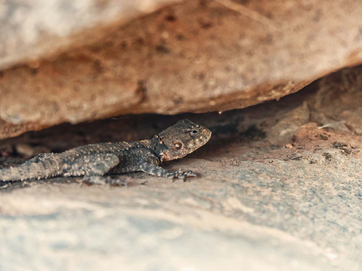 lizard photo of gray lizard reptile