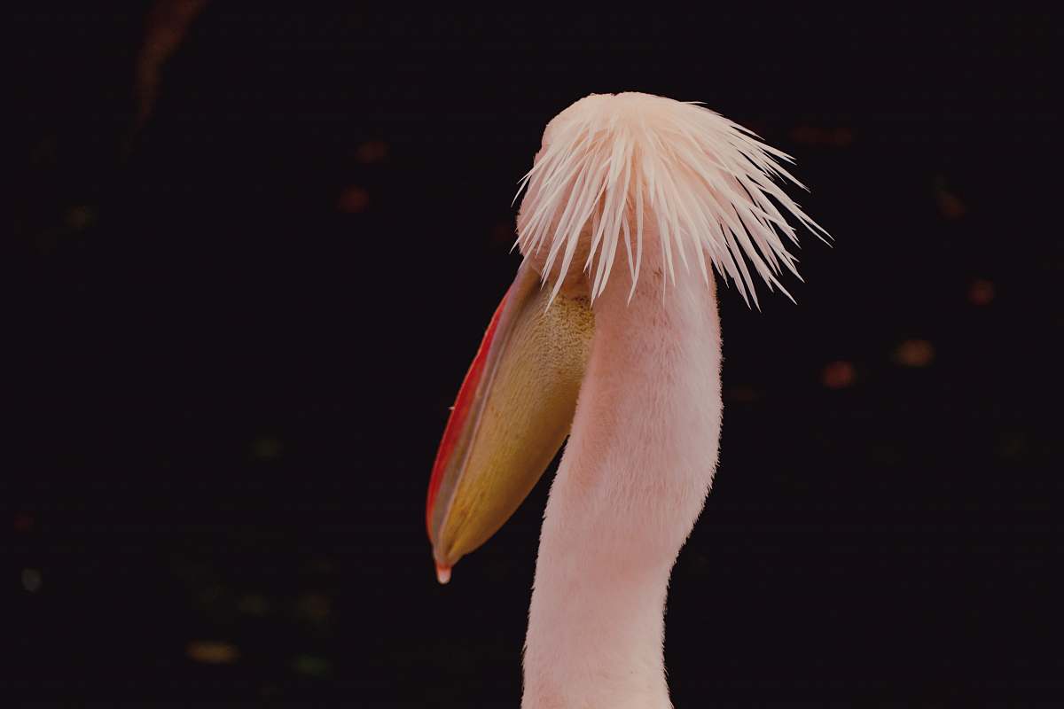 bird pink and orange bird beak