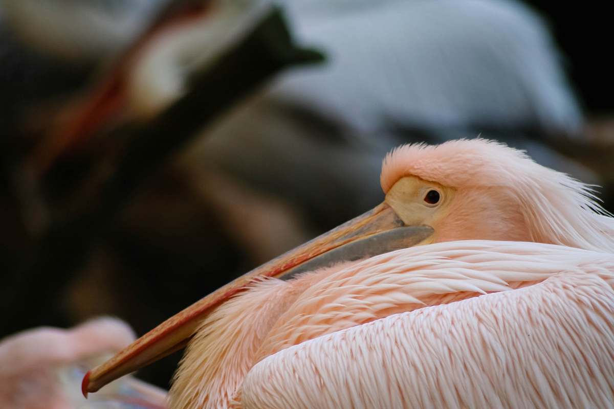 bird pink flamingo beak