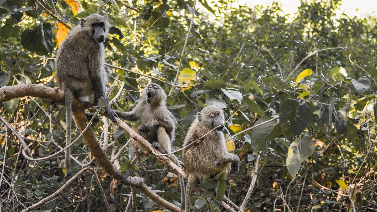 mammal primate perching on tree monkey
