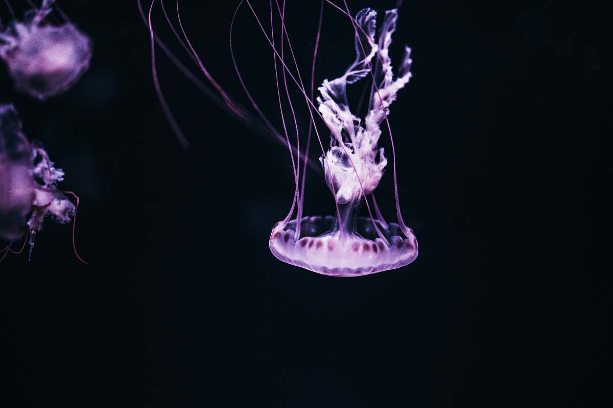 jellyfish purple jelly fish with black background sea life
