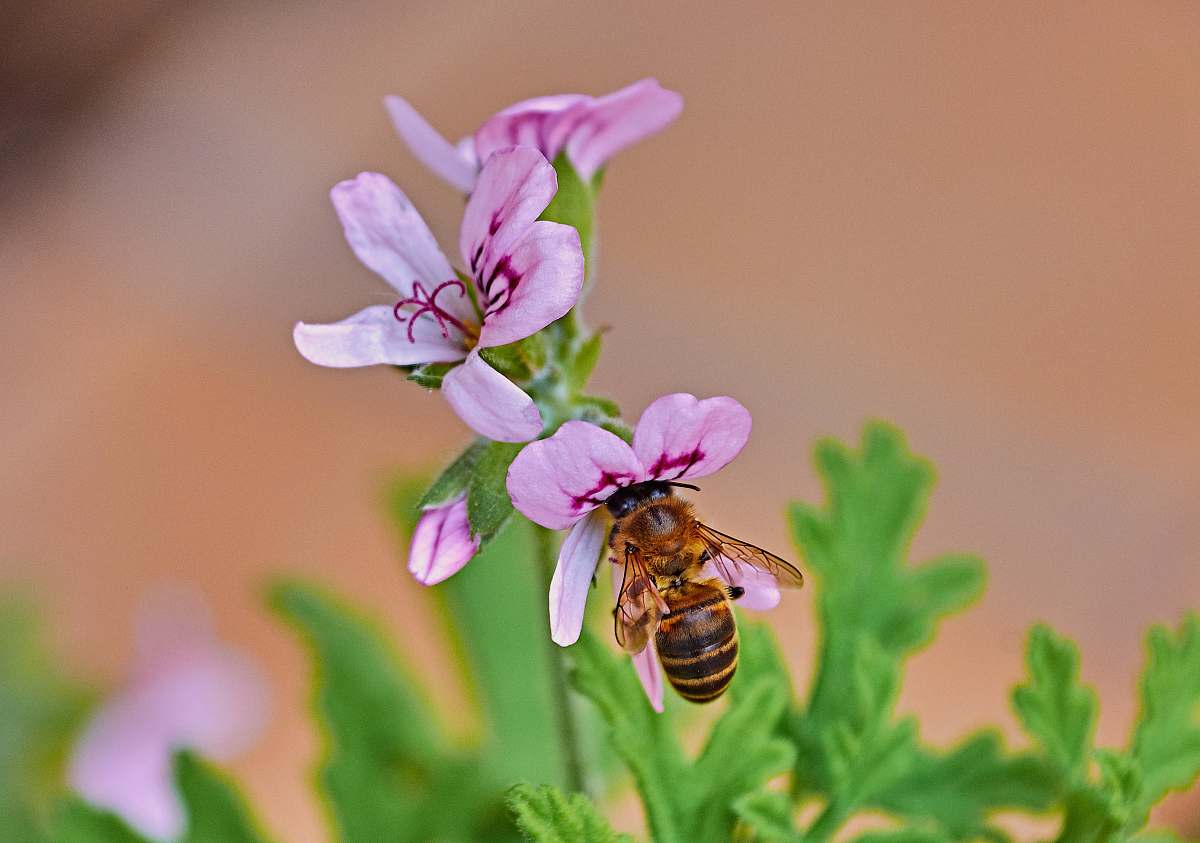 insect purple-petaled flower with bee invertebrate