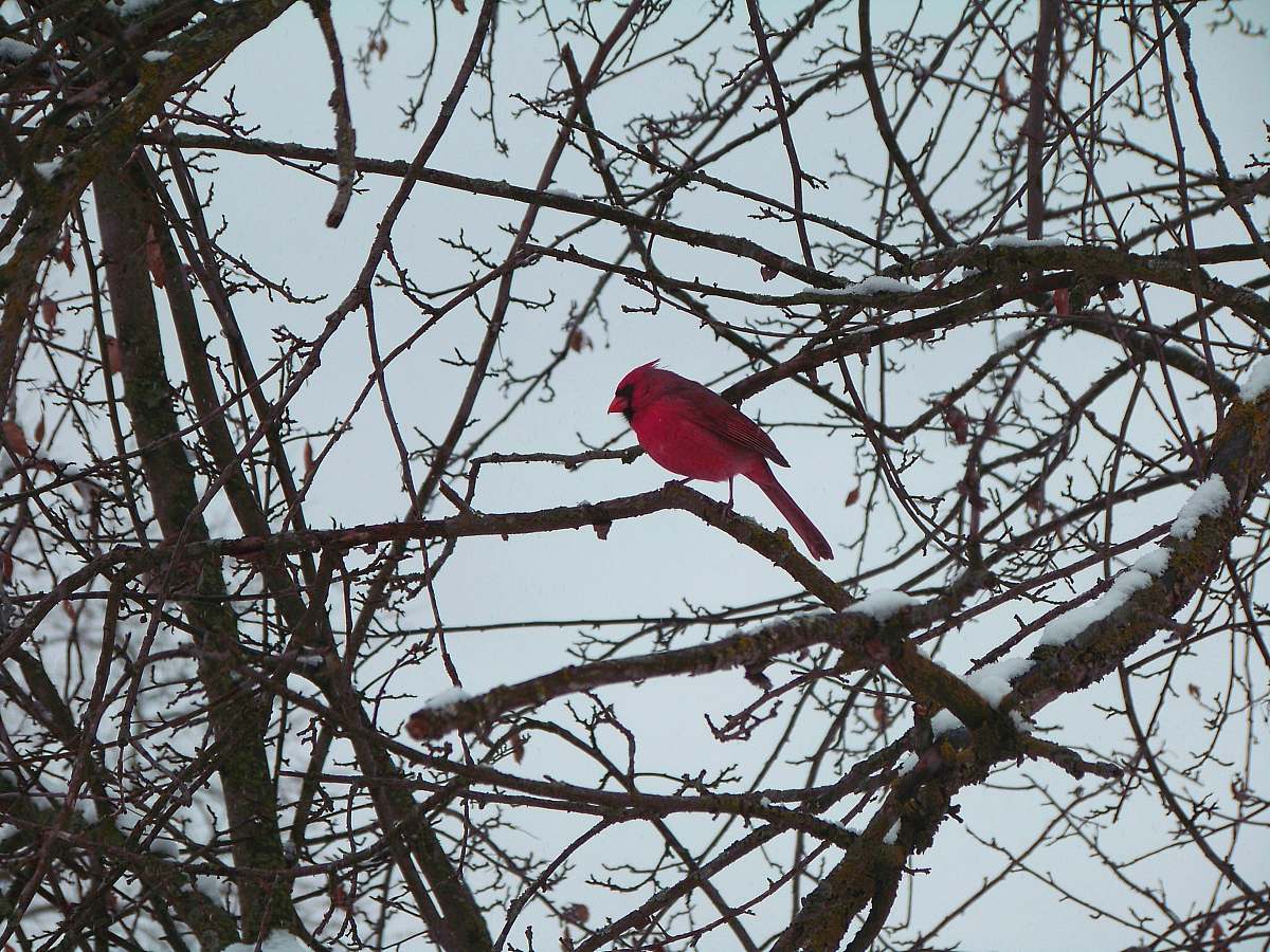 bird red bird standing on tree branch cardinal