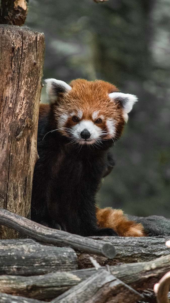 wildlife red panda bear