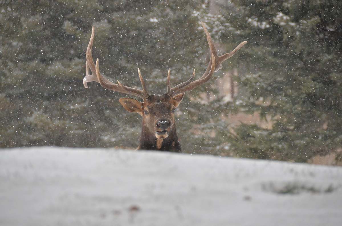 mammal reindeer during daytime deer