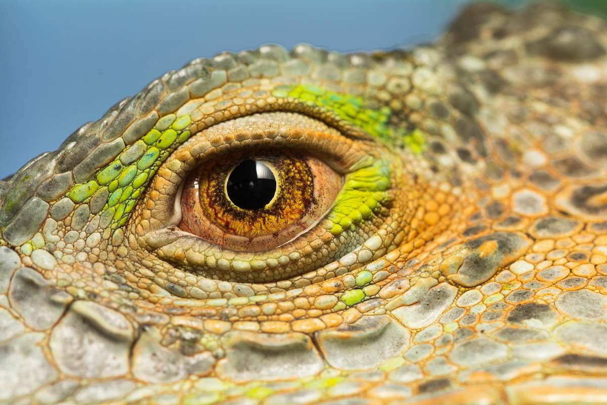 lizard reptile eye iguana