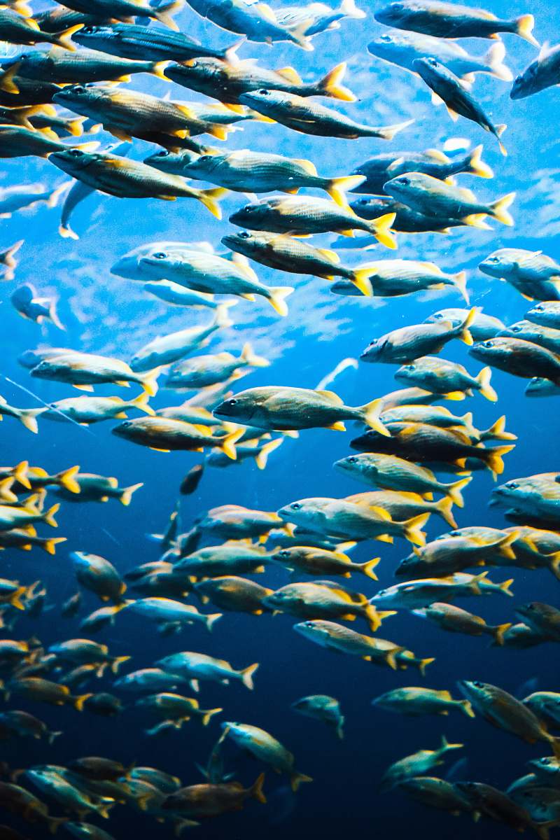 fish school of fish herring
